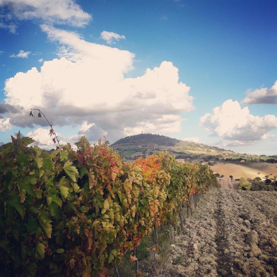 Agriturismo L'Antico Oliveto San Severino Marche Esterno foto