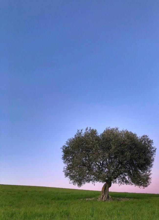 Agriturismo L'Antico Oliveto San Severino Marche Esterno foto