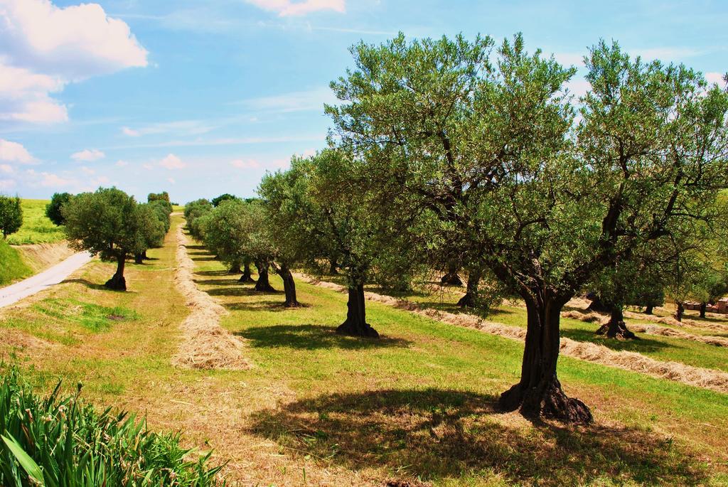 Agriturismo L'Antico Oliveto San Severino Marche Esterno foto
