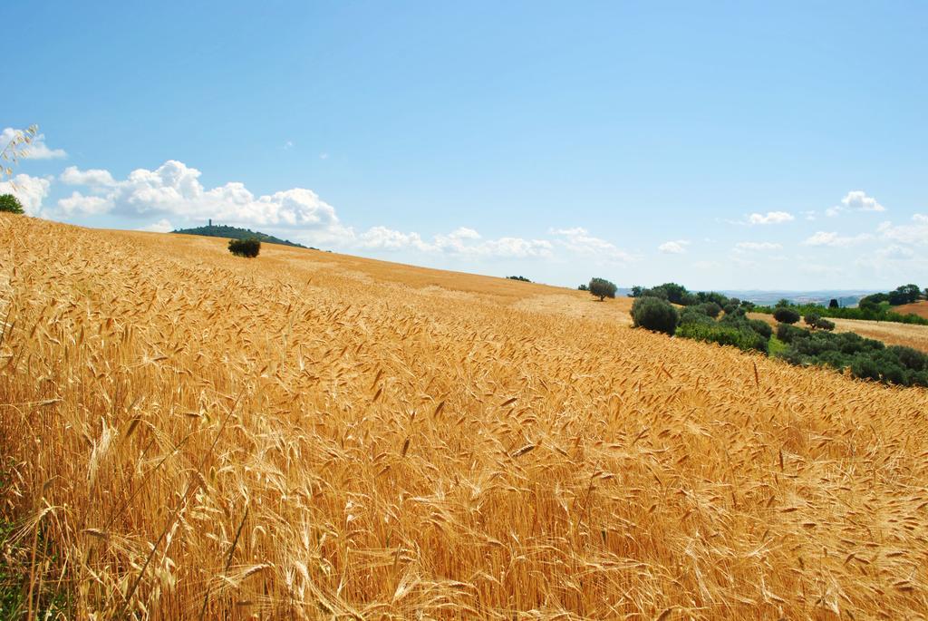 Agriturismo L'Antico Oliveto San Severino Marche Esterno foto