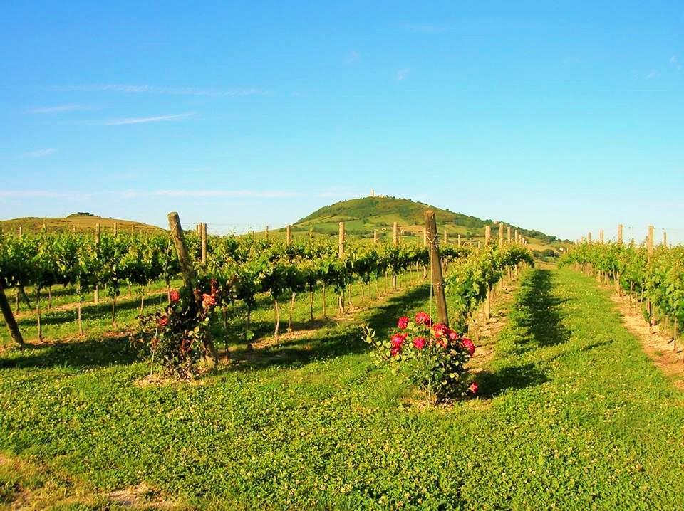 Agriturismo L'Antico Oliveto San Severino Marche Esterno foto
